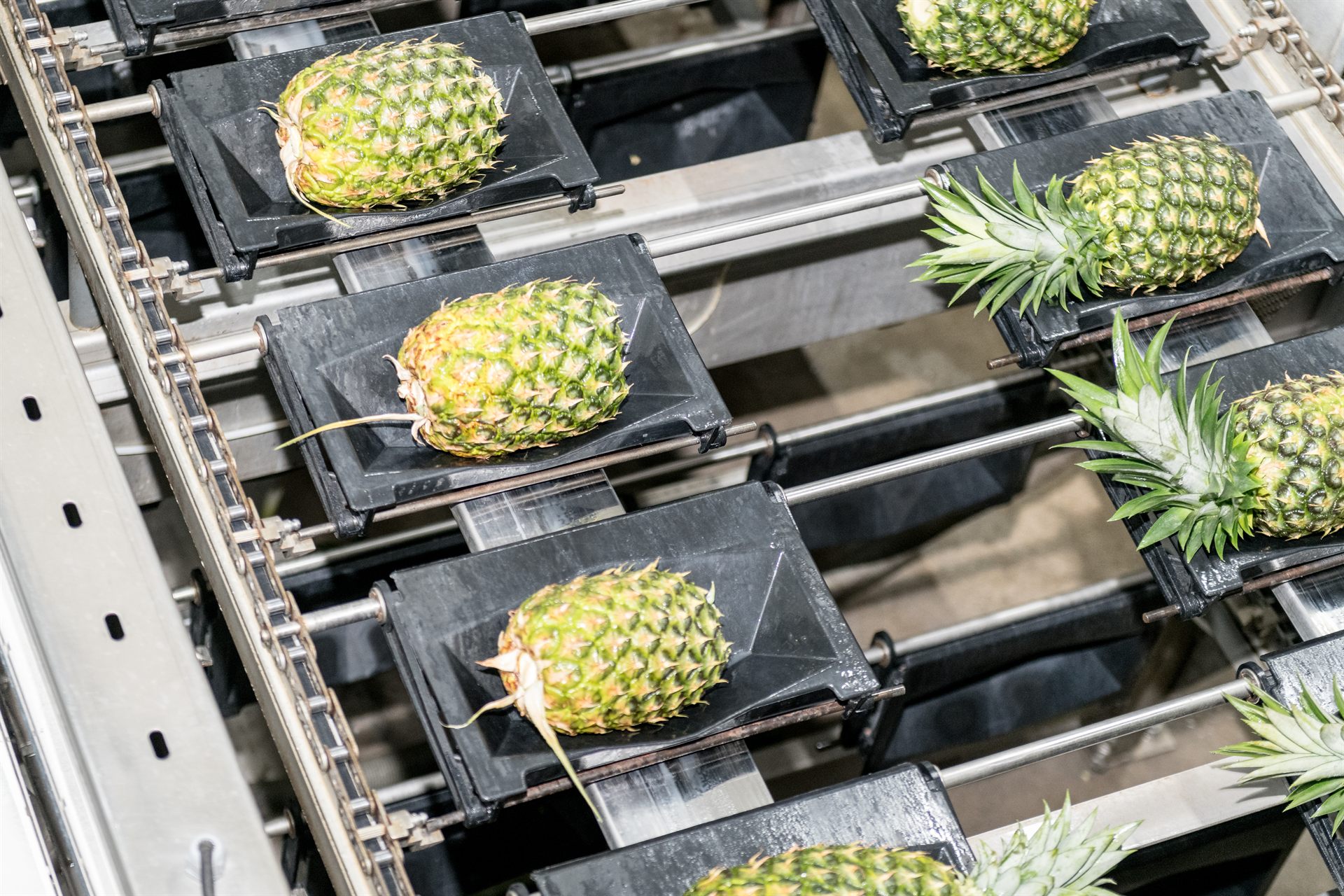 Piñas frescas en proceso de selección